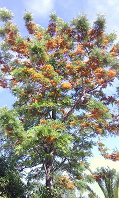 Albero in fiore:  Grevillea robusta (Proteaceae)