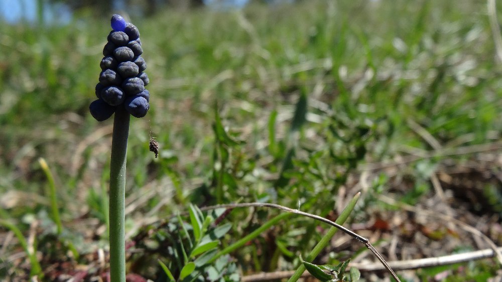 da identificare se ci si riesce.. credo Aracnide