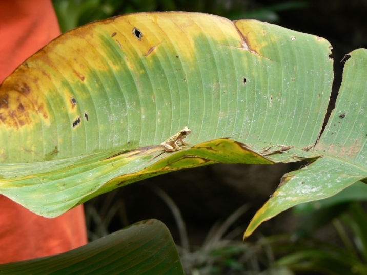 rana dal Costa Rica