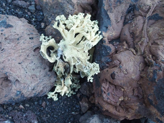 un lichene sul vulcano:  Ramalina sp.