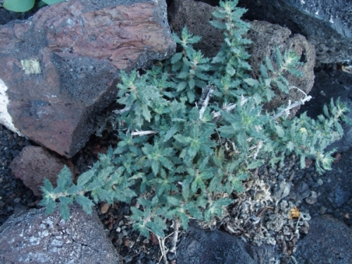 Da Lanzarote(Canarie): Forsskaolea angustifolia (Urticaceae)