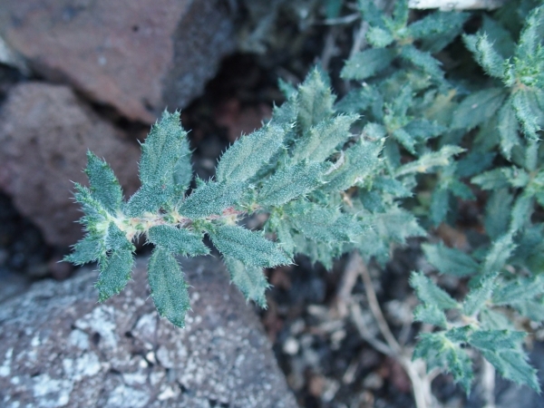 Da Lanzarote(Canarie): Forsskaolea angustifolia (Urticaceae)