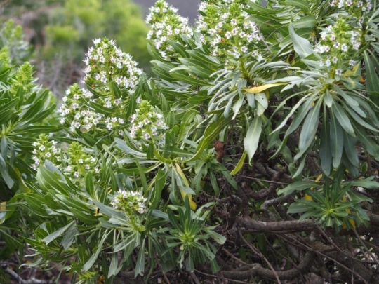 Da Lanzarote: Echium decaisnei purpuriense (Boraginaceae)