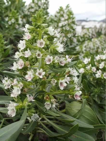 Da Lanzarote: Echium decaisnei purpuriense (Boraginaceae)