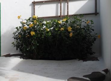 arbusto Lanzarote:   cv di Hibiscus rosa-sinensis (v.  ''Crown of Bohemia'')