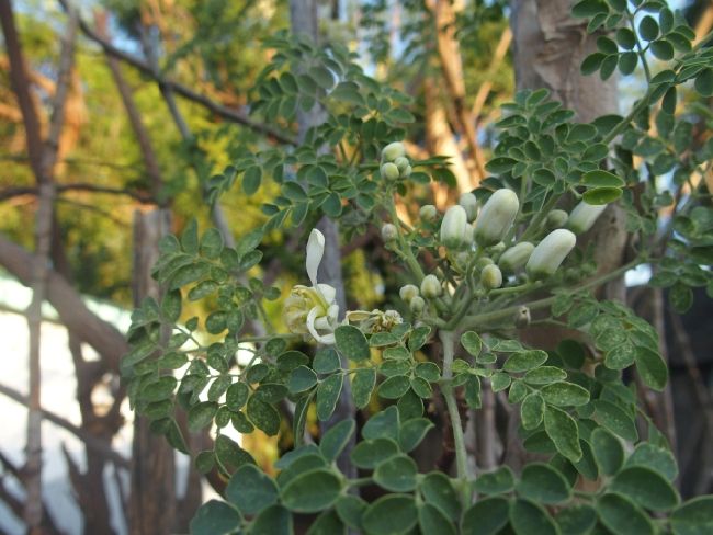 Dal Madagascar: Moringa oleifera (Moringaceae)