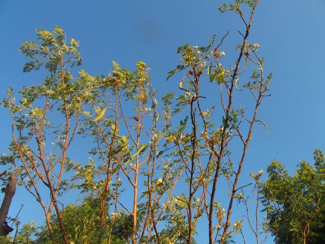 Dal Madagascar: Moringa oleifera (Moringaceae)