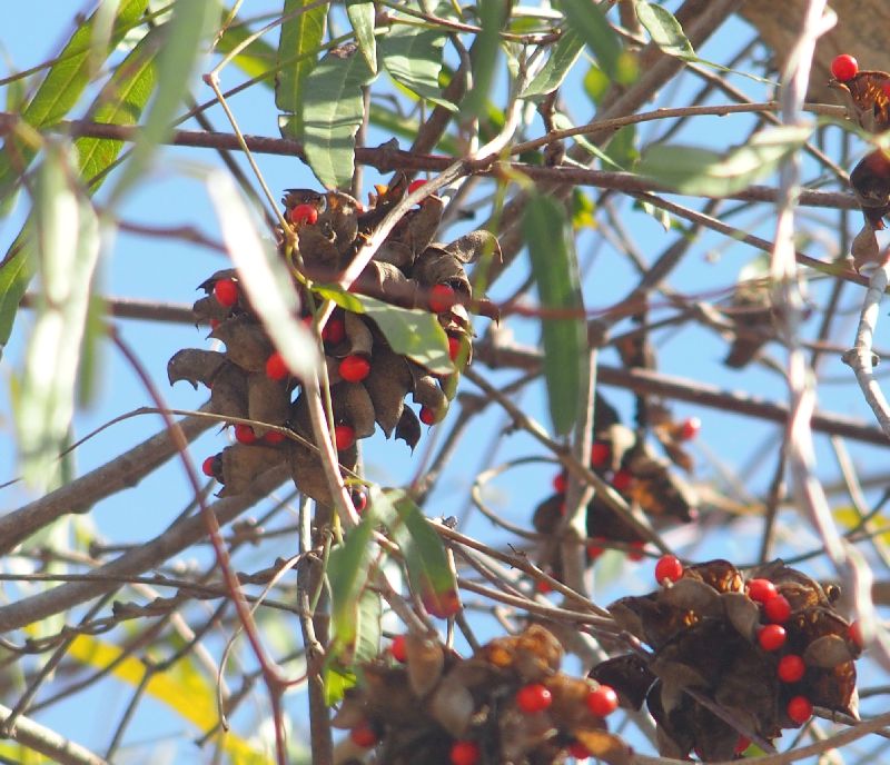 Dal Madagascar: Abrus precatorius (Fabaceae)