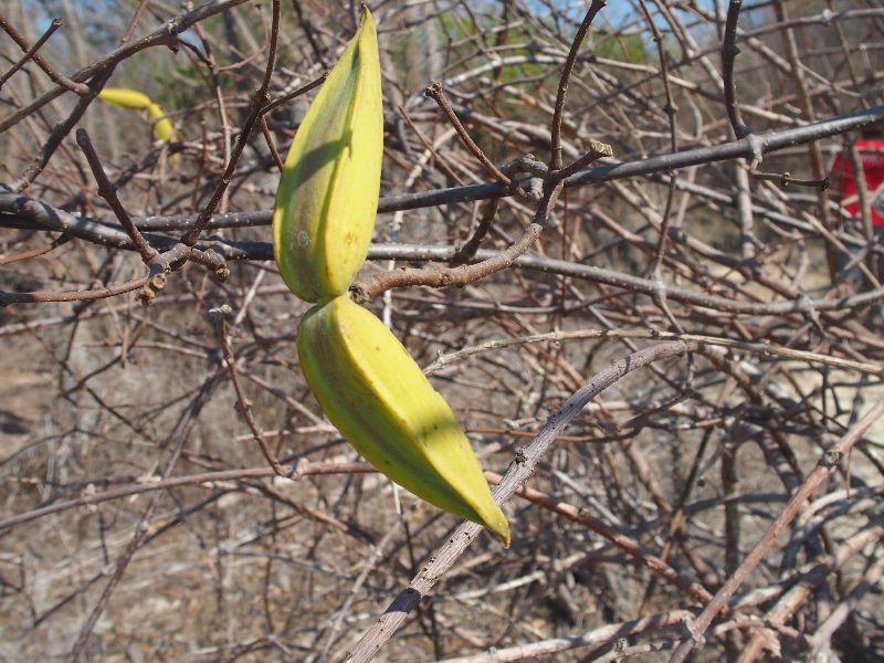 Cryptostegia madagascariensis (Apocynaceae)