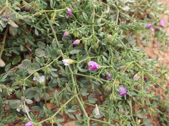 Da Lanzarote (Canarie): Fagonia cretica (Zygophyllaceae)