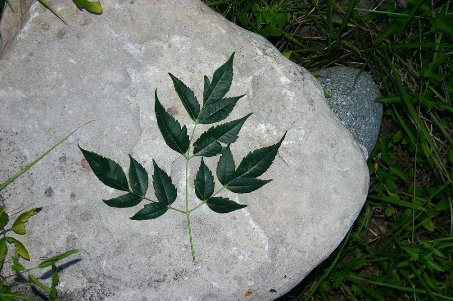 Dall''Argentina:   Melia azedarach  (Meliaceae)