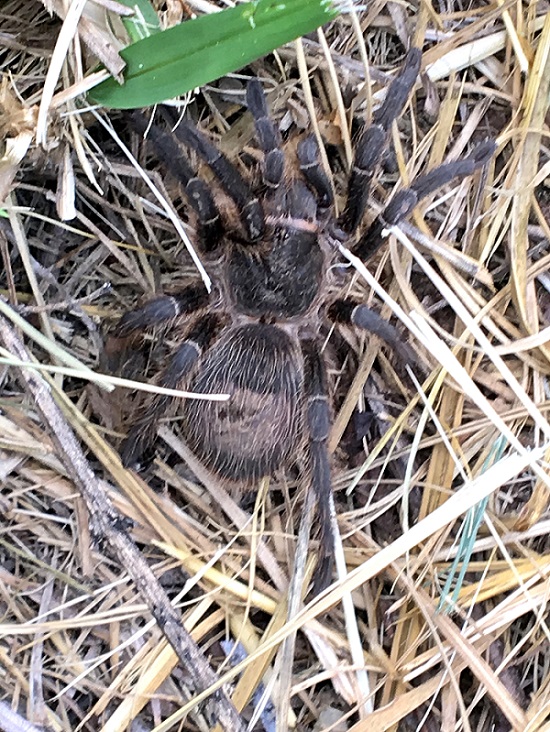 ''ragnone'' argentino:  Mygalomorphae da id.