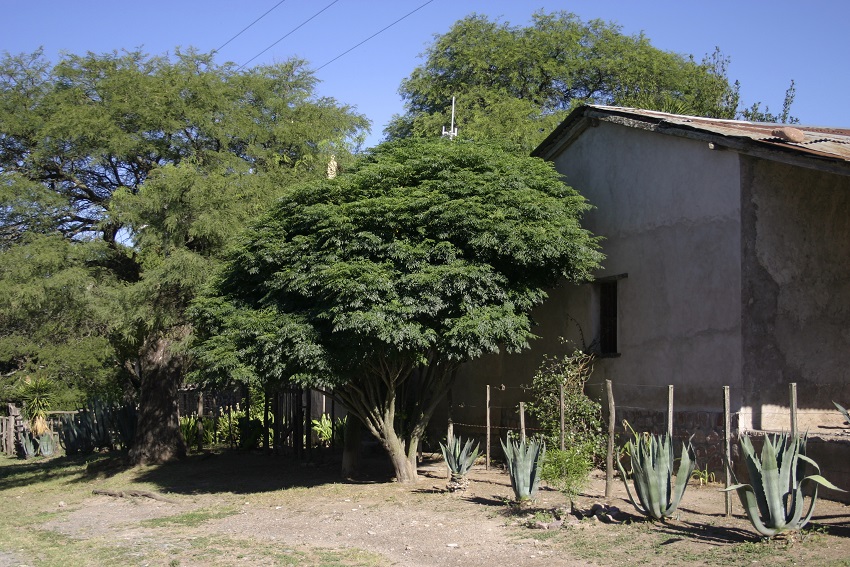 Dall''Argentina:   Melia azedarach  (Meliaceae)
