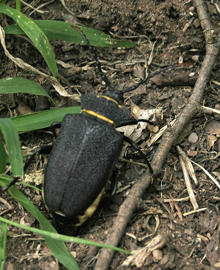 Calocomus rugosipennis (Cerambicidae)  - Argentina