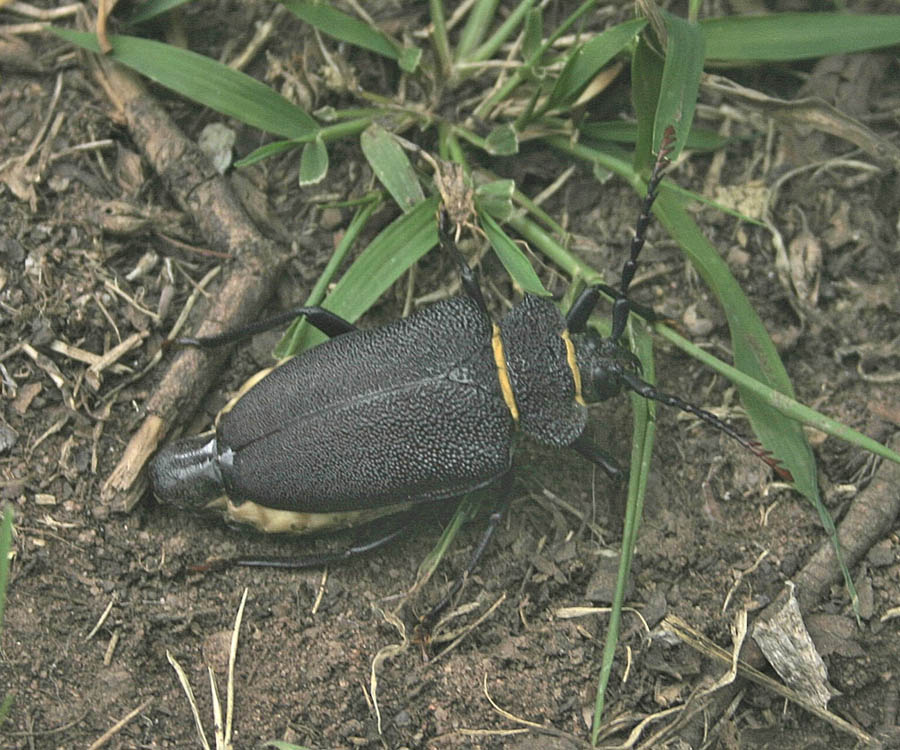 Calocomus rugosipennis (Cerambicidae)  - Argentina