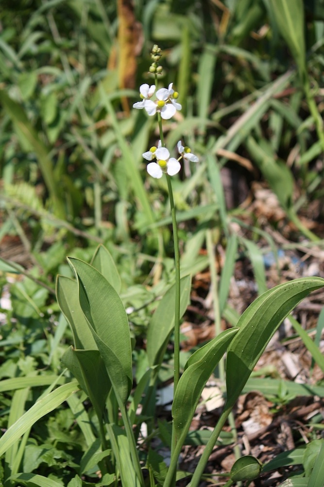 Fiori Caraibici da determinare