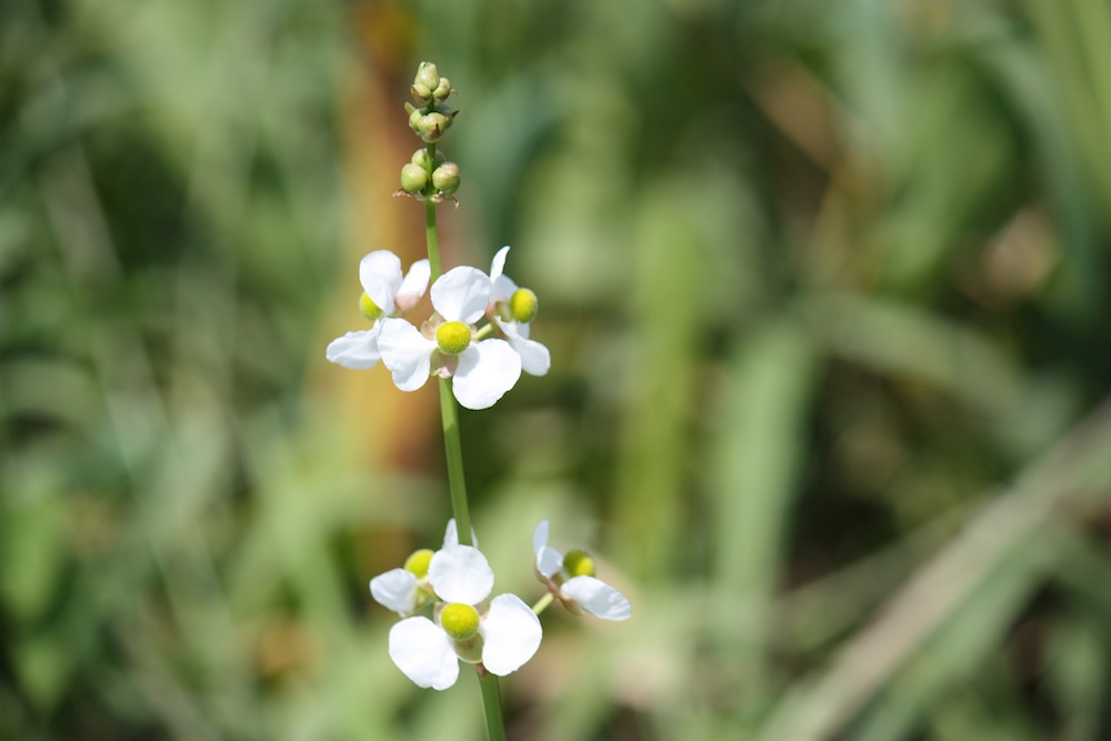Fiori Caraibici da determinare