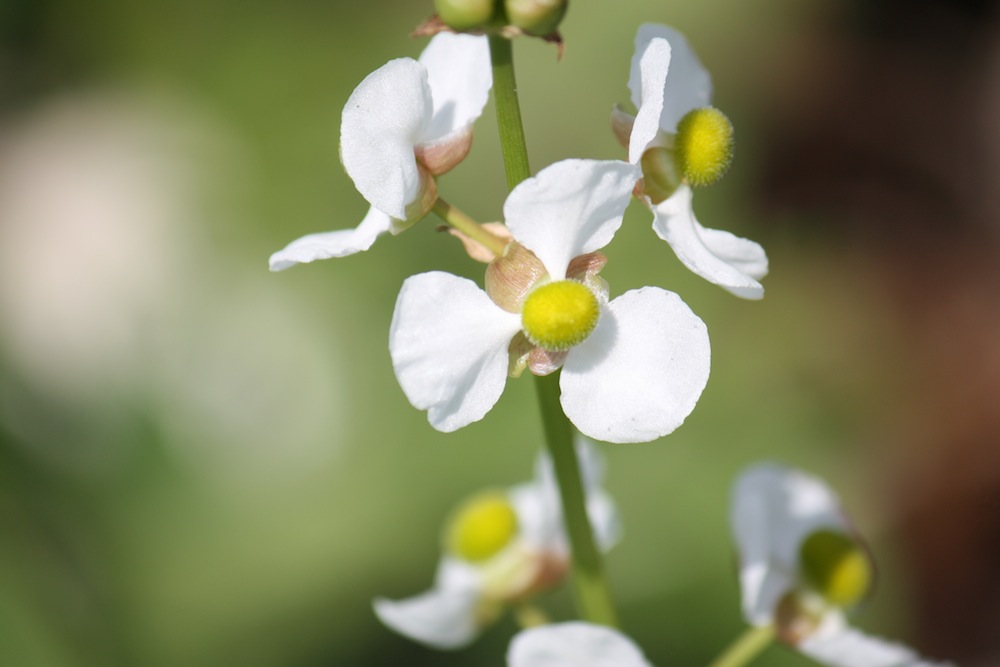 Fiori Caraibici da determinare