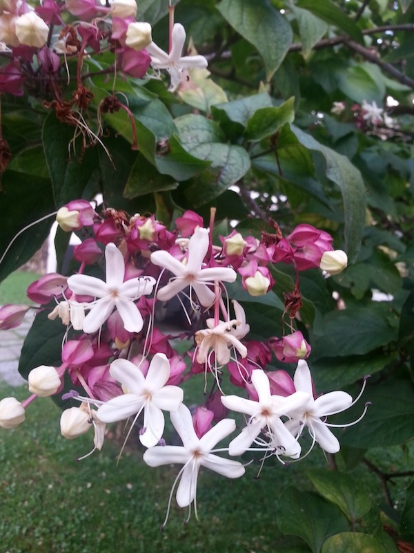 Clerodendrum trichotomum Thunb. Lamiaceae