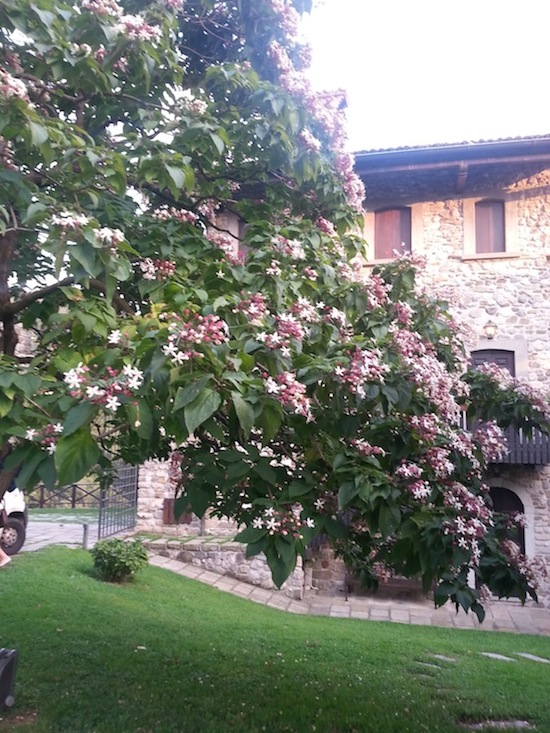 Clerodendrum trichotomum Thunb. Lamiaceae