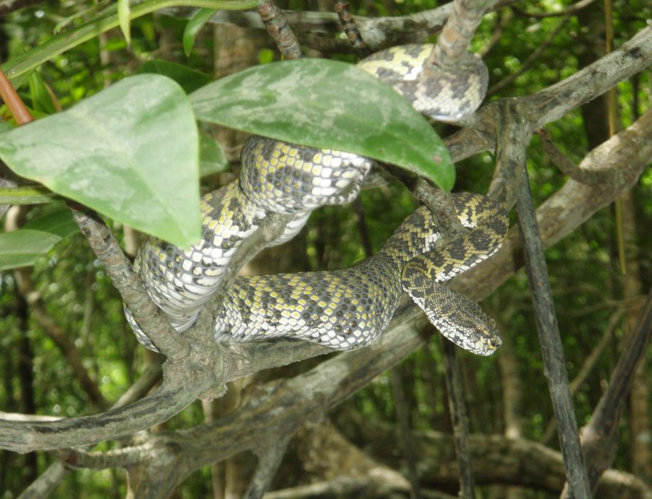 Cryptelytrops purpureomaculatus