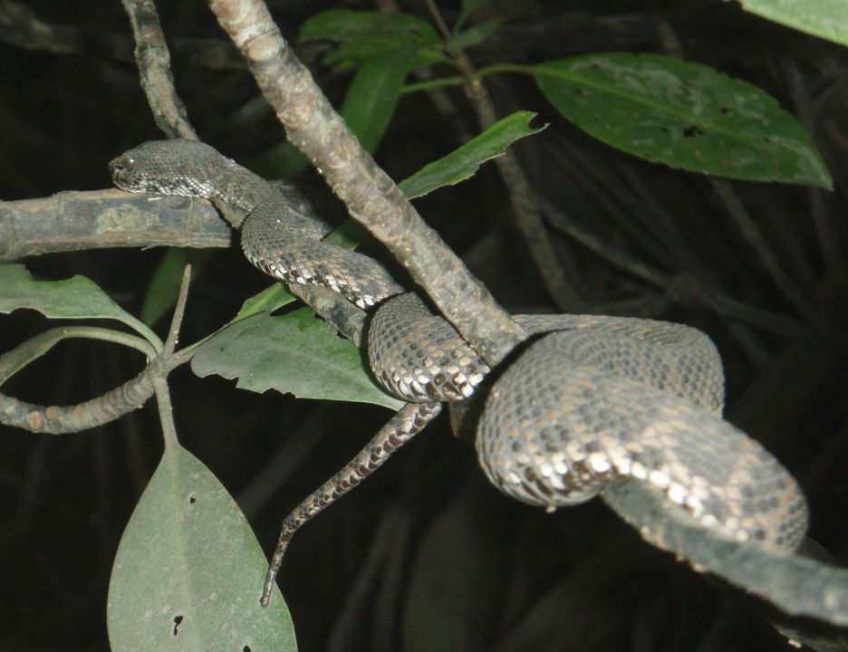Cryptelytrops purpureomaculatus