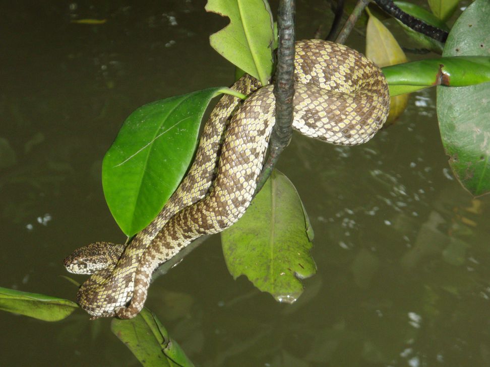 Cryptelytrops purpureomaculatus