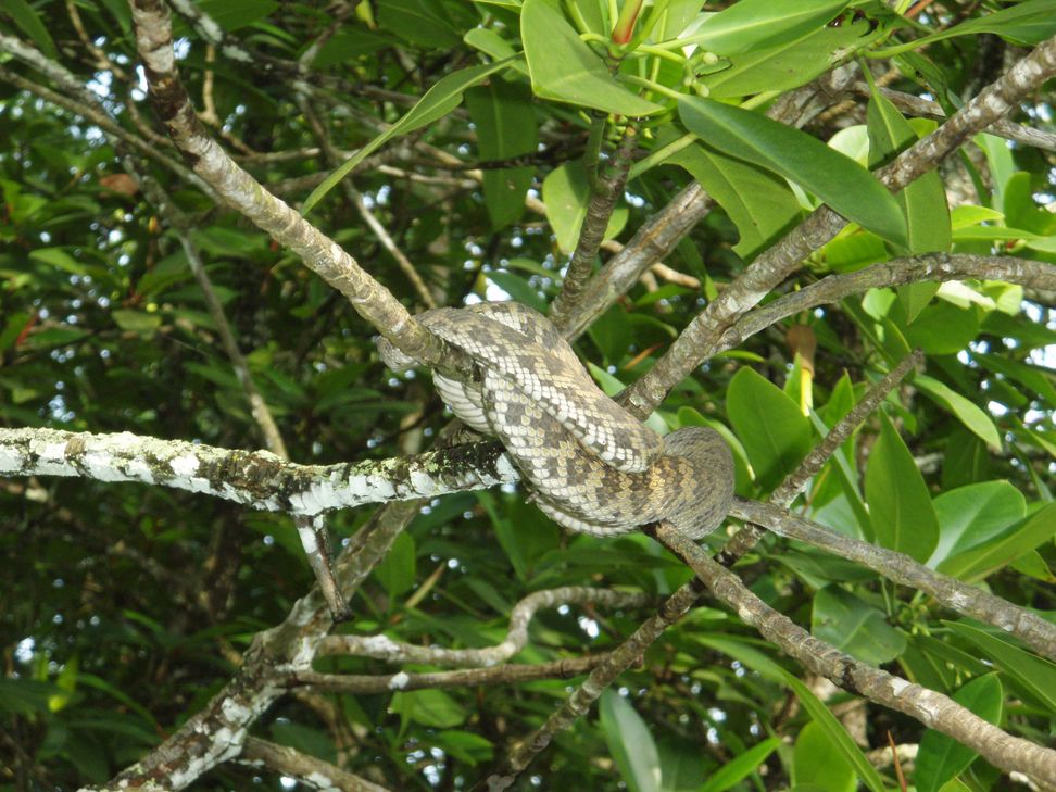 Cryptelytrops purpureomaculatus