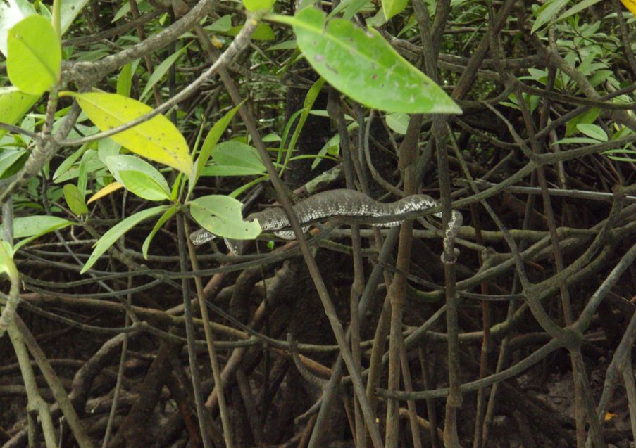 Cryptelytrops purpureomaculatus
