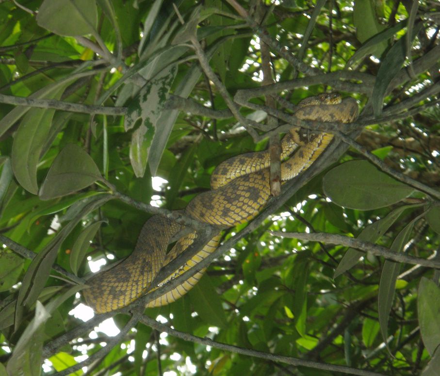 Cryptelytrops purpureomaculatus