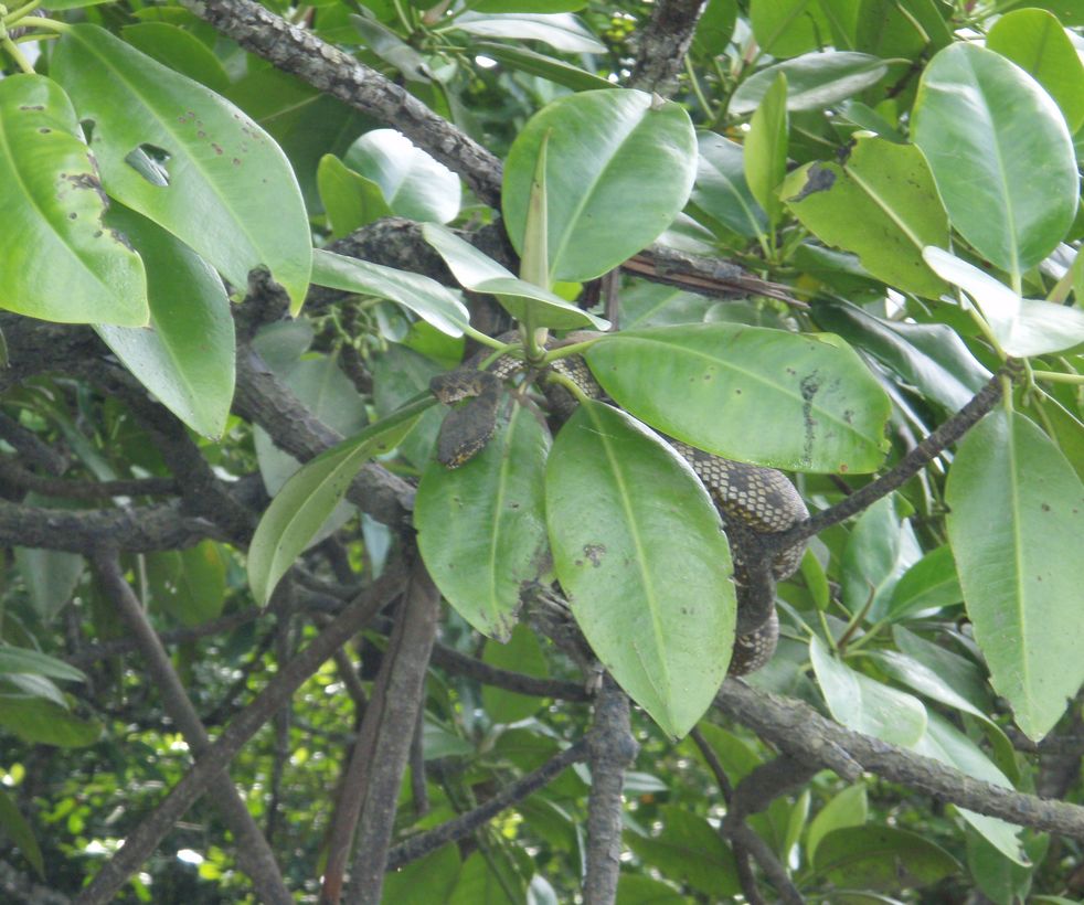 Cryptelytrops purpureomaculatus