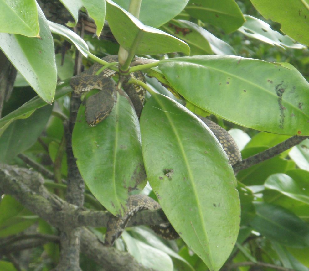 Cryptelytrops purpureomaculatus