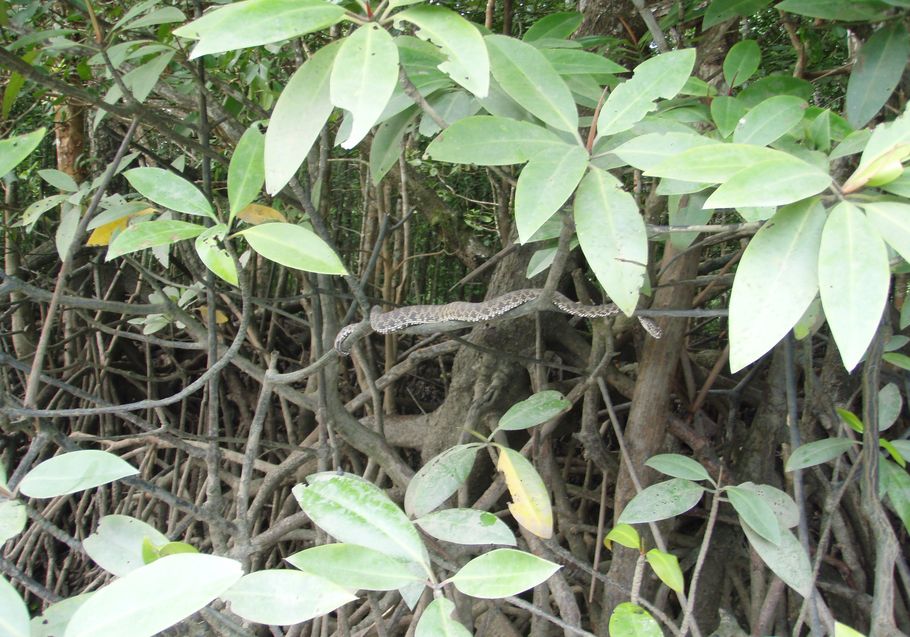 Cryptelytrops purpureomaculatus