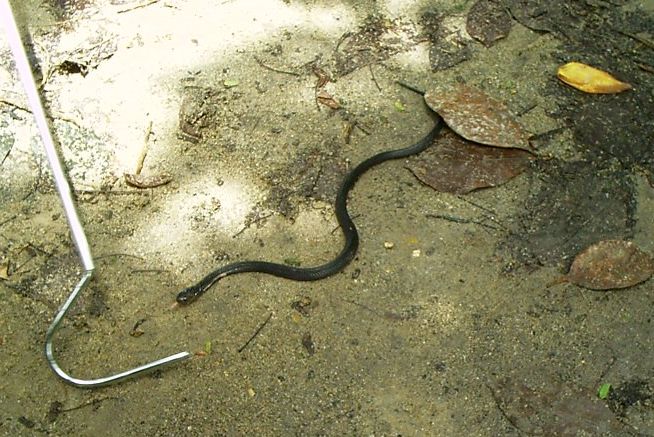 distinzione serpenti
