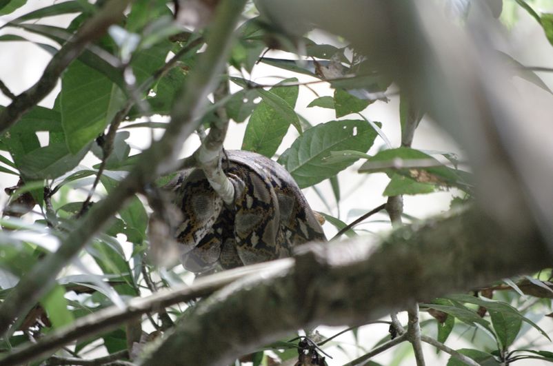 Boiga cyanea