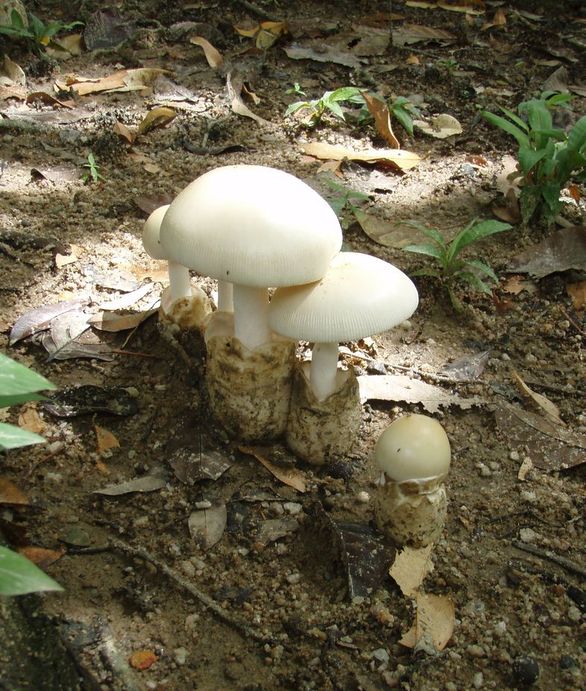 Macrolepiota e altri funghi da Langkawi (Malaysia)