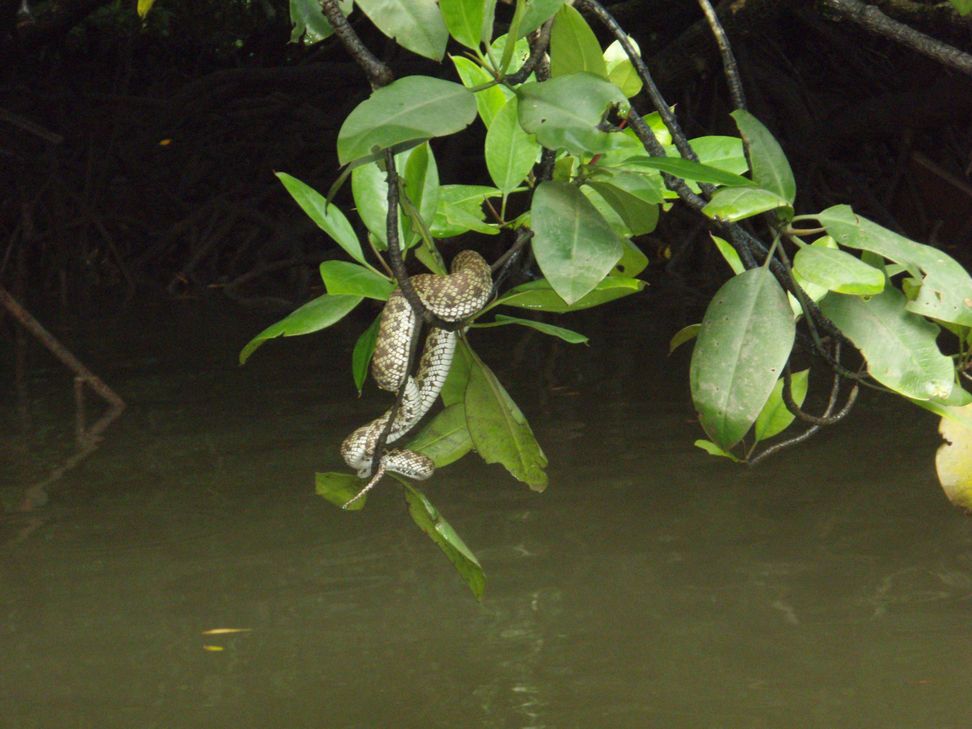 Cryptelytrops purpureomaculatus
