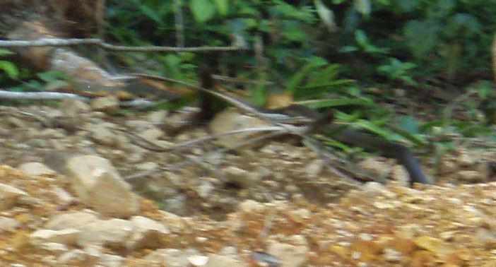 Cryptelytrops purpureomaculatus