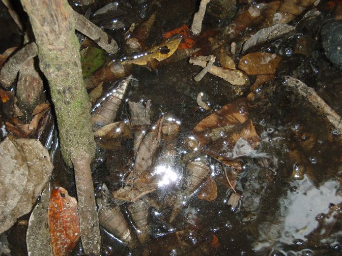 Varani spazzini, noci di cocco, rattan e altri pericoli!