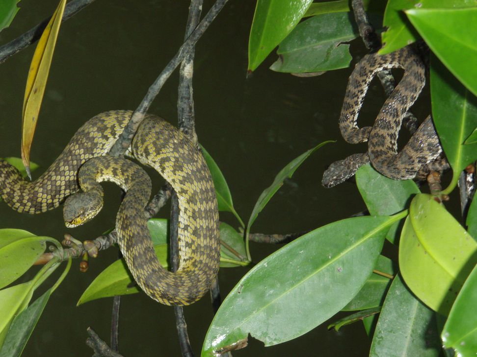 Cryptelytrops purpureomaculatus