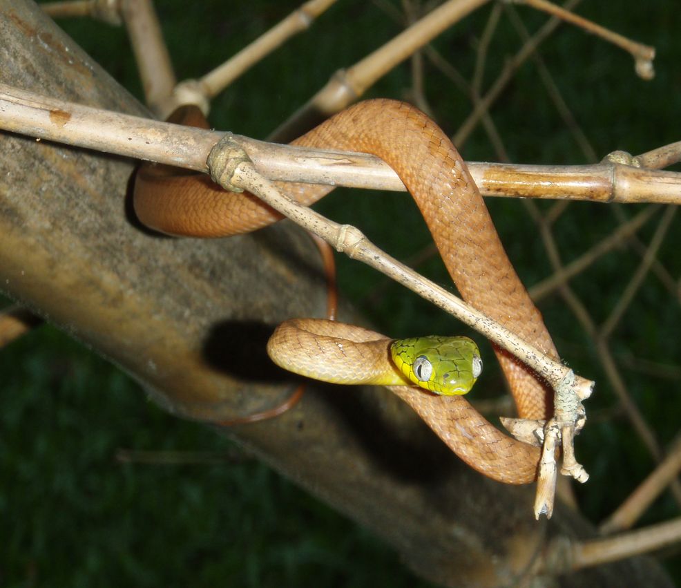Boiga cyanea