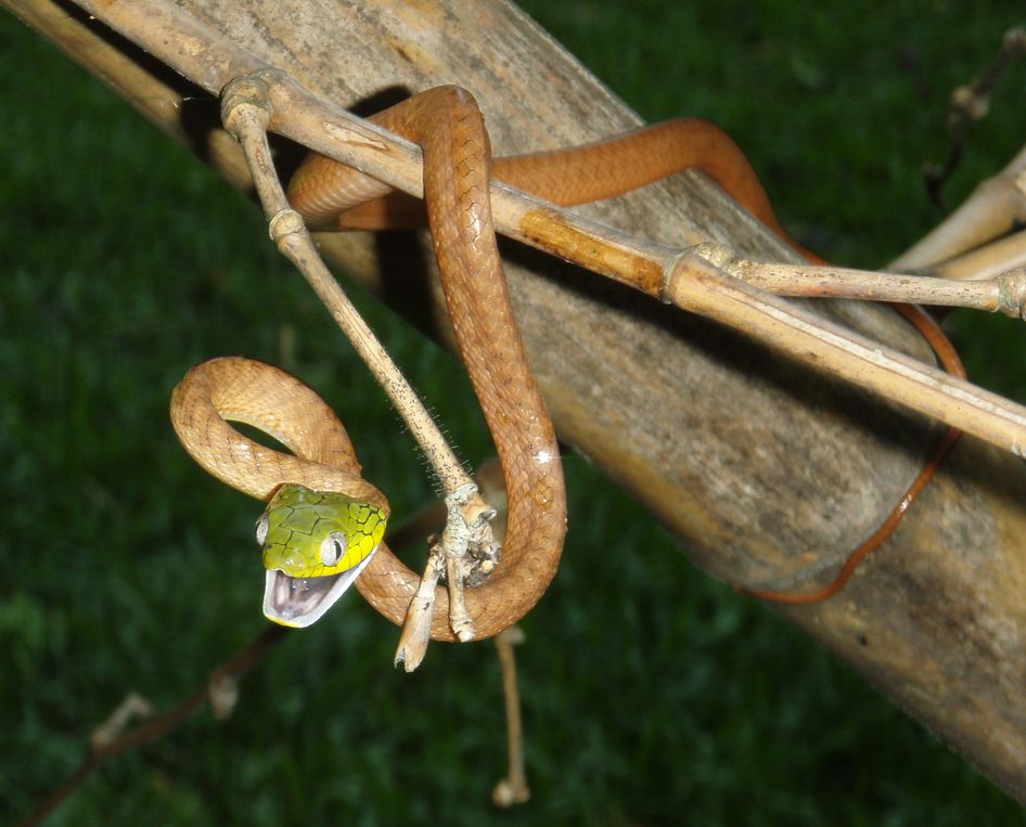 Boiga cyanea