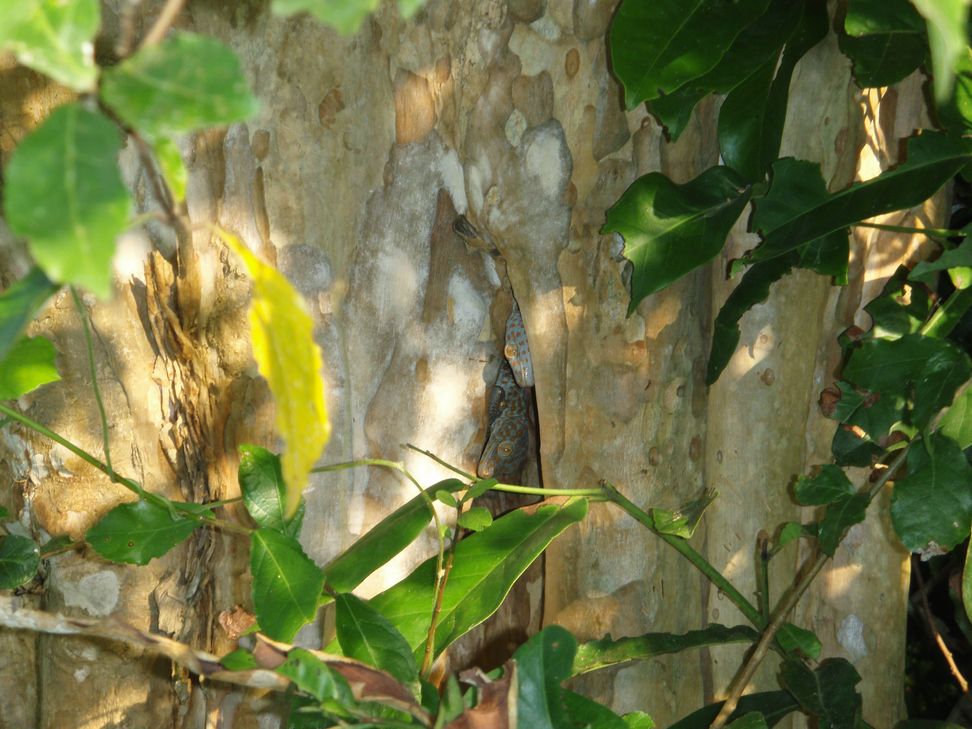 Cryptelytrops purpureomaculatus