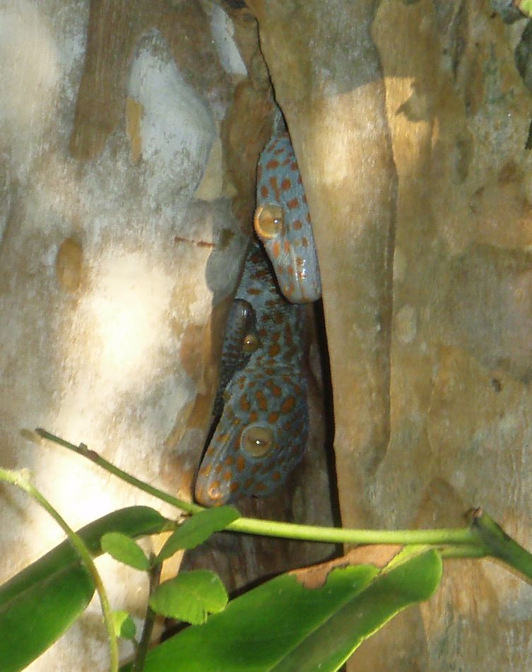 Cryptelytrops purpureomaculatus