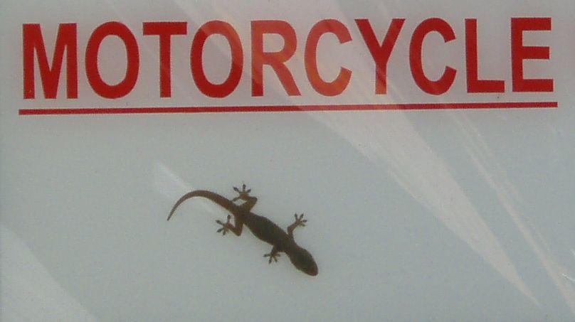 Cryptelytrops purpureomaculatus