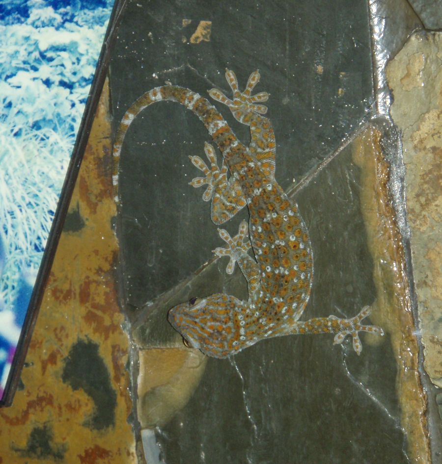 Cryptelytrops purpureomaculatus