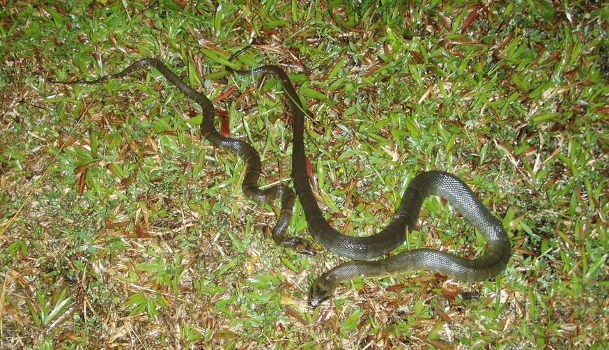 Cryptelytrops purpureomaculatus