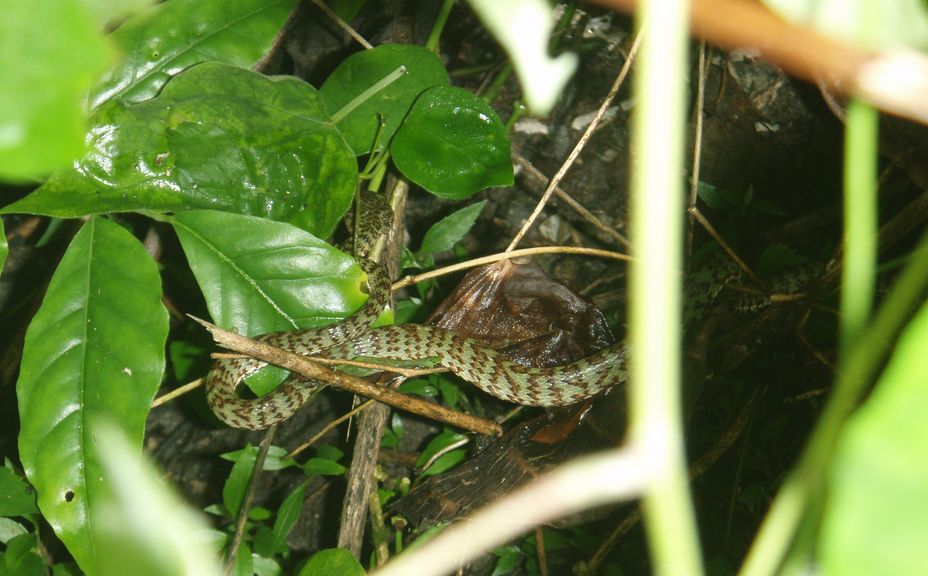 Cryptelytrops purpureomaculatus