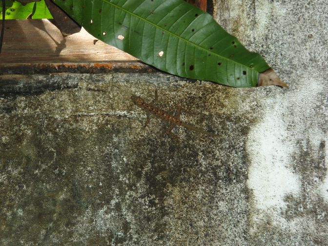 Varani spazzini, noci di cocco, rattan e altri pericoli!