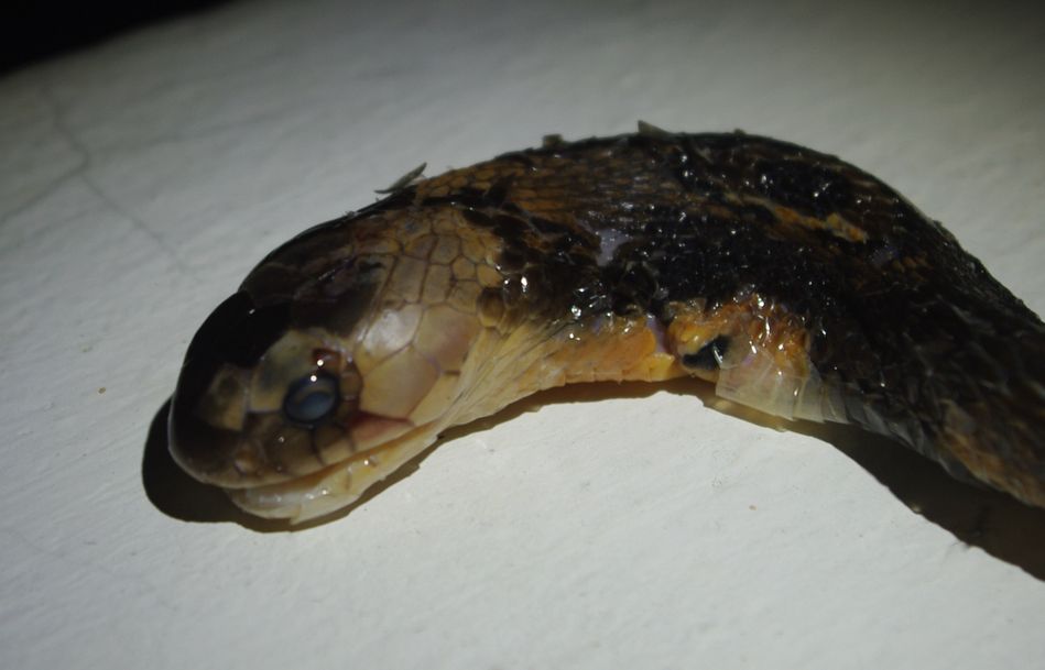 Cryptelytrops purpureomaculatus
